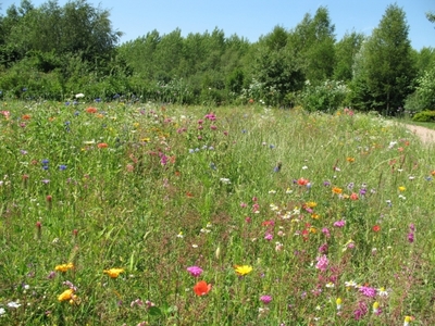 wilde bloemen by H Place.JPG